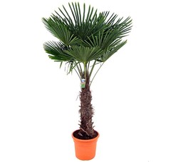 Bomen voor de kleine tuin