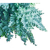 Phlebodium Aureum Davana