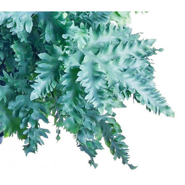 Phlebodium Aureum Davana