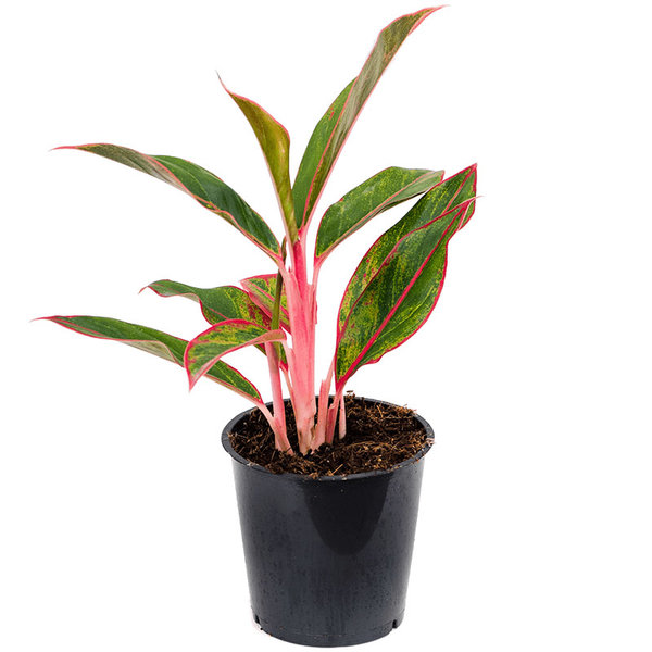 Aglaonema 'Jungle Red'