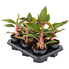 Aglaonema 'Jungle Red'