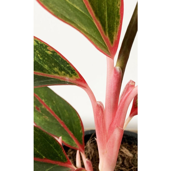 Aglaonema 'Jungle Red'