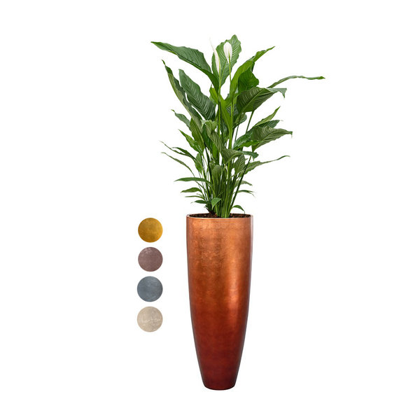 Spathiphyllum Lepelplant in Baq Metallic Partner Ø 34 cm