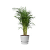 Areca Palm Small in Pot Greenville