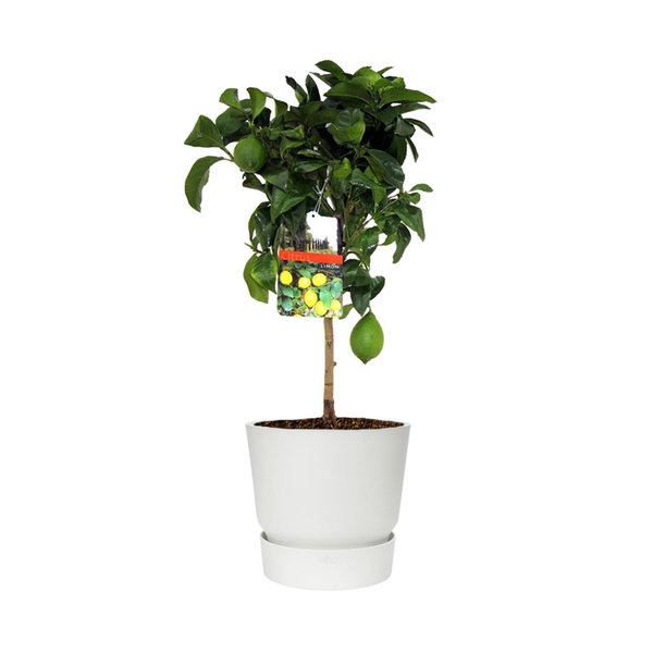 Citroenboom in Elho Greenville Round Ø 25 cm