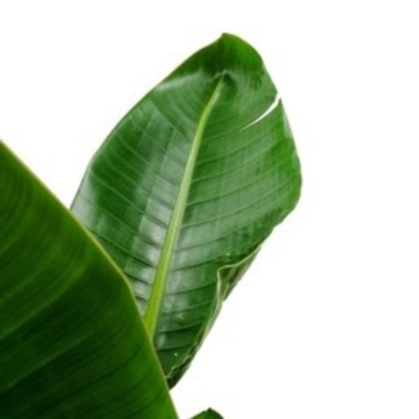 Strelitzia Nicolai Medium in Elho Loft Rond