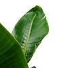 Strelitzia Nicolai in pot luca balloon large