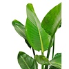 Strelitzia Nicolay in gevlochten mand