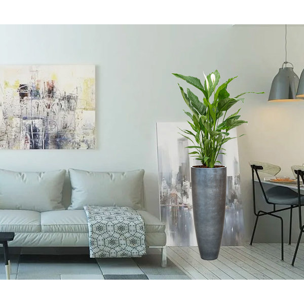 Spathiphyllum Lepelplant in Baq Metallic Partner Ø 34 cm