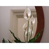 Spathiphyllum Lepelplant in Baq Metallic Partner Ø 34 cm