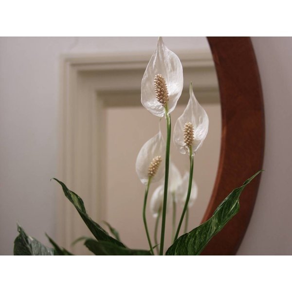 Spathiphyllum Lepelplant in Baq Metallic Partner Ø 34 cm