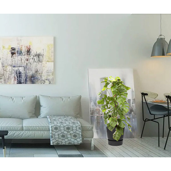 Monstera Mosstok in Greenville Round Ø 30
