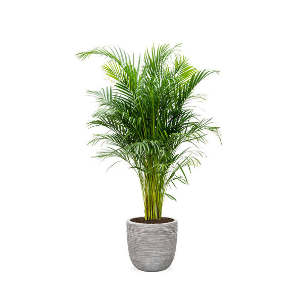 Palm Areca Large in Capi Rib Nature Egg Ø 35