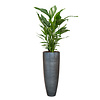 Spathiphyllum Lepelplant in Baq Metallic Partner Ø 34 cm