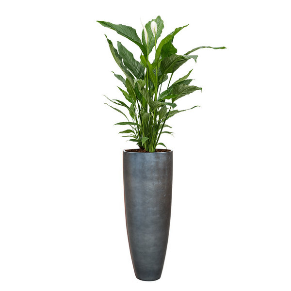 Spathiphyllum Lepelplant in Baq Metallic Partner Ø 34 cm