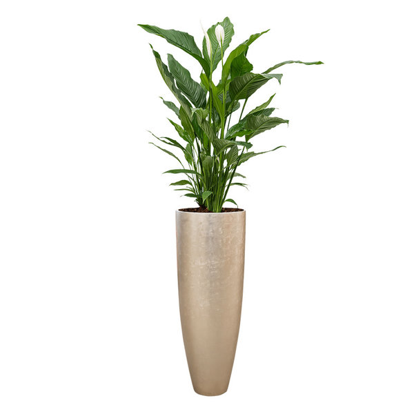 Spathiphyllum Lepelplant in Baq Metallic Partner Ø 34 cm
