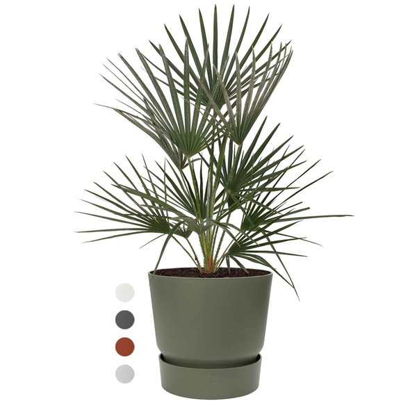 Chamaerops Humilis Large in Elho Greenville Ø 25 cm