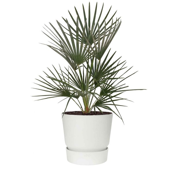 Chamaerops Humilis Large in Elho Greenville Ø 25 cm