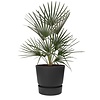 Chamaerops Humilis Large in Elho Greenville Ø 25 cm