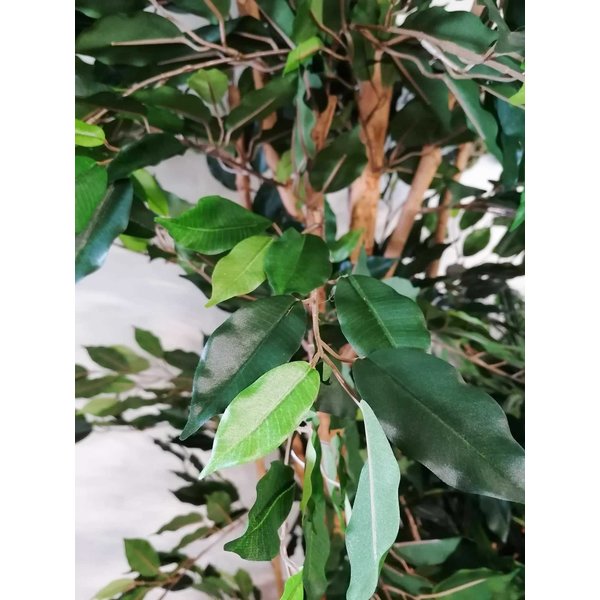  Ficus Nitida - kunstplant