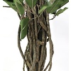Ficus Liana - kunstplant