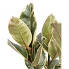 Ficus Elastica 'Tineke'
