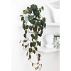 Philodendron Micans