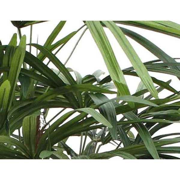 Natural Rhapis Palm XL - kunstplant