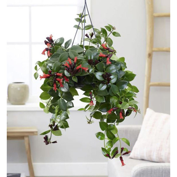 Aeschynanthus 'Mona Lisa'