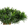 Podocarpus Mountain - kunstplant