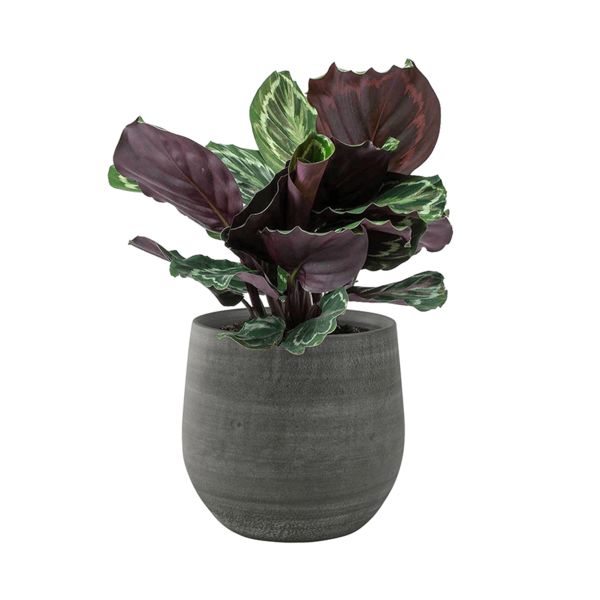 Ter Steege Esra Grey Ø 36 cm