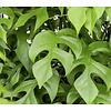 Philodendron Minima