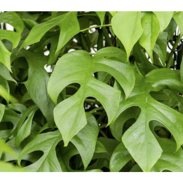 Philodendron Minima