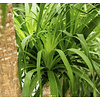 Beaucarnea Recurvata XL - hydrocultuur