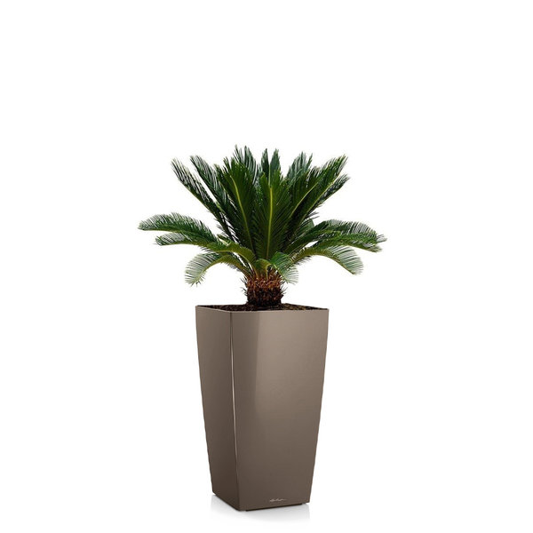  Cycas Palm in watergevende pot Cubico