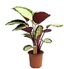 Calathea 'Roseopicta' Silvia