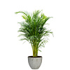 Areca Palm Large in Coral Jesslyn XS