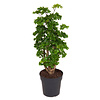 Polyscias Aralia Roble medium