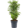 Polyscias Fruticosa Ming medium