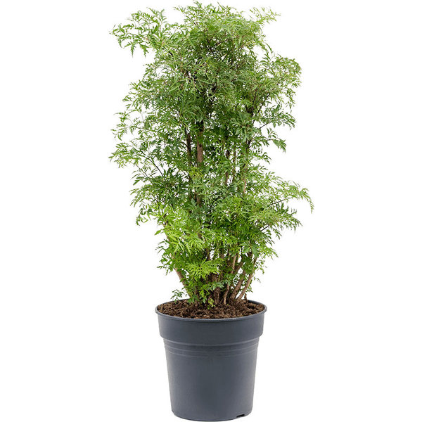 Polyscias Fruticosa Ming medium