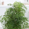 Polyscias Fruticosa Ming medium