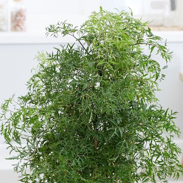 Polyscias Fruticosa Ming medium