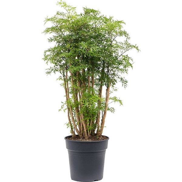 Polyscias Fruticosa Ming large