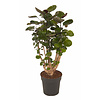 Polyscias Aralia Fabian small