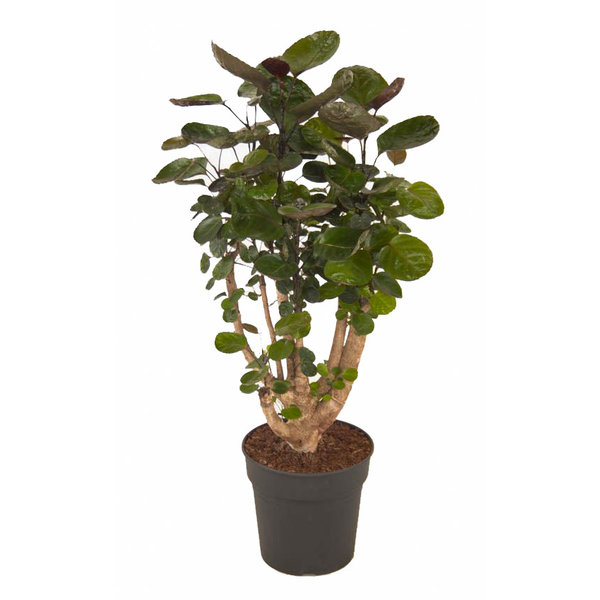 Polyscias Aralia Fabian small