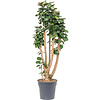 Polyscias Aralia Fabian large
