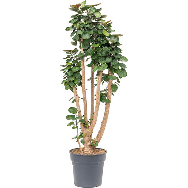 Polyscias Aralia Fabian large