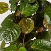 Polyscias Aralia Fabian large