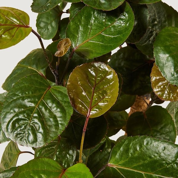 Polyscias Aralia Fabian large