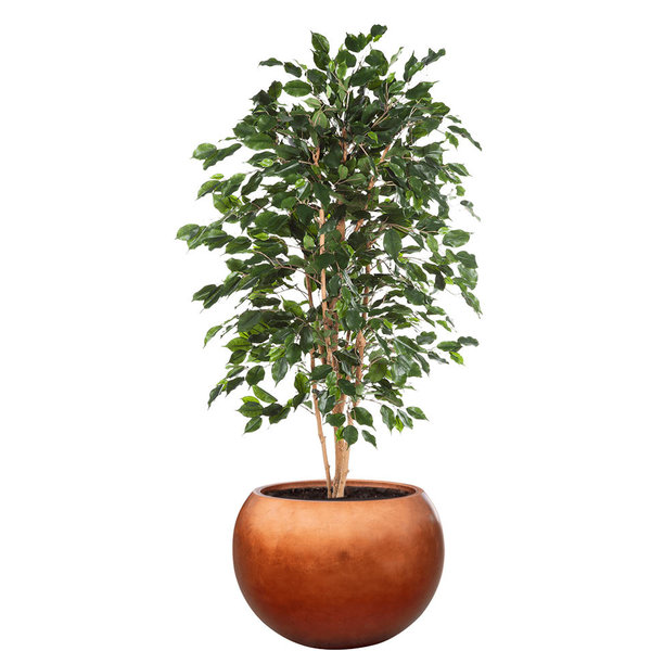  Ficus Exotica kunstplant in pot Metallic Globe